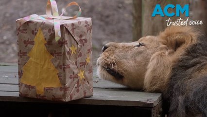 London Zoo animals roar into the Christmas spirit
