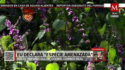 Mariposa monarca es declarada como especie amenazada