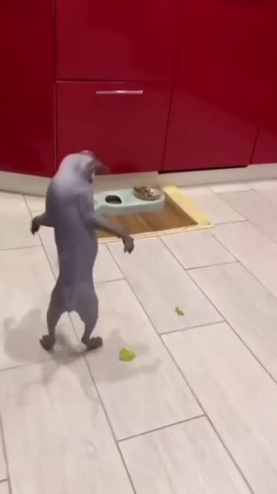 Funny Cat & Cute Kittens170😻 #shorts #kucing #kucinglucu #funny #pet #cat #foryou #viral #viralvideo