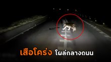 คนขับรถบรรทุกระทึก เจอเสือโคร่งโผล่กลางถนน 304