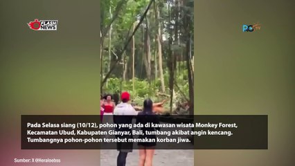 Pohon Tumbang di Monkey Forest Ubud Memakan Korban Jiwa, 2 Turis Asing Meninggal