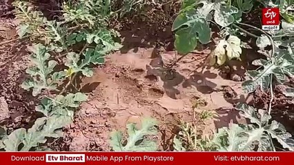 టైగర్​ జర్నీ- ఛత్తీస్‌గఢ్‌ కీకారణ్యం నుంచి ఓరుగల్ల