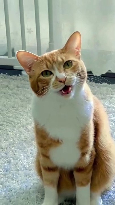 Meeh heee