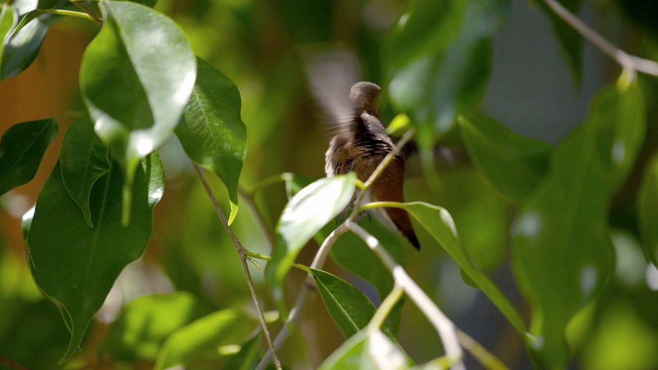 Every Little Thing Trailer OV