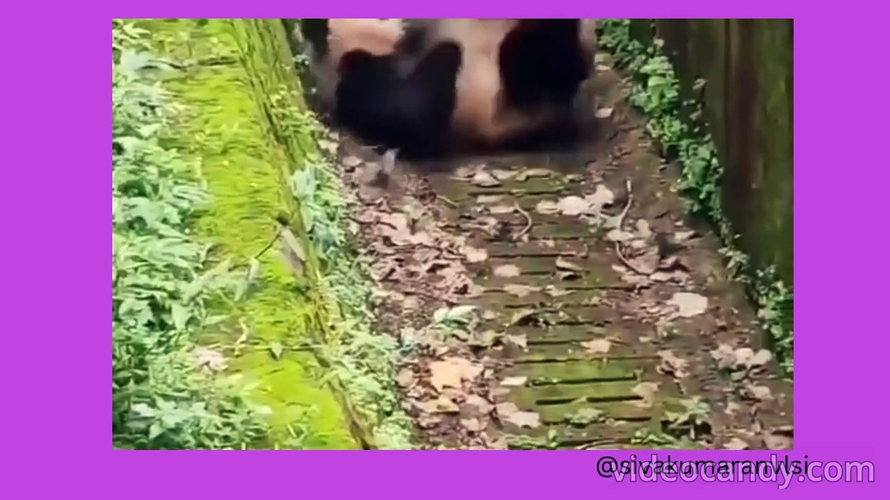 Giant Panda Facts and Pictures_muted