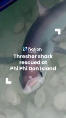 Thresher shark rescued at Phi Phi Don Island