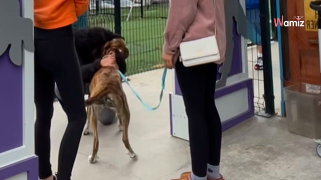 Les bénévoles d’un refuge trouvent un chien : ils n’étaient pas préparés à ce qu’a révélé sa puce électronique