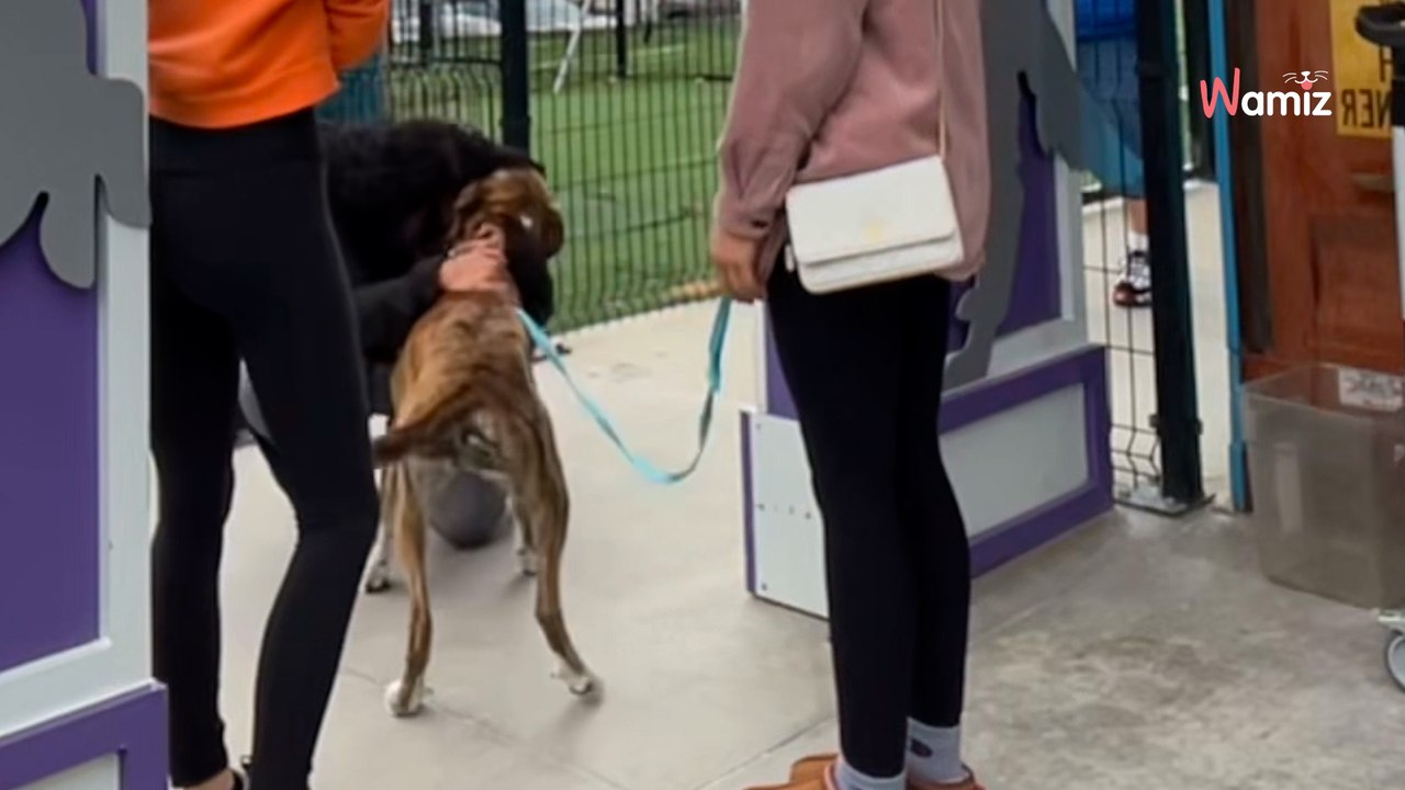 Les bénévoles d’un refuge trouvent un chien : ils n’étaient pas préparés à ce qu’a révélé sa puce électronique