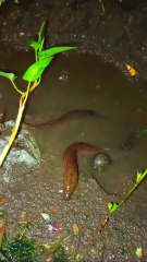 Night Fishing Adventure: Hunting Eels and Catching a Giant!