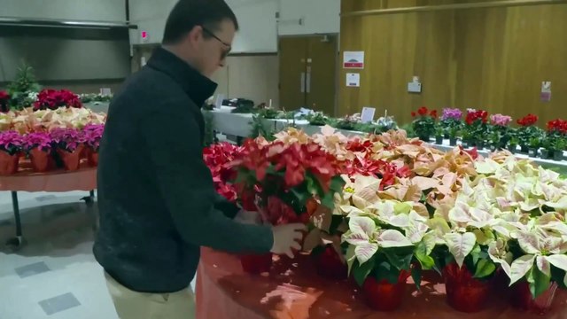 Tips for keeping holiday plants healthy and lasting longer