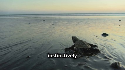 The Dangerous Life Saving Journey of Baby Sea Turtles - Truly Heroic !