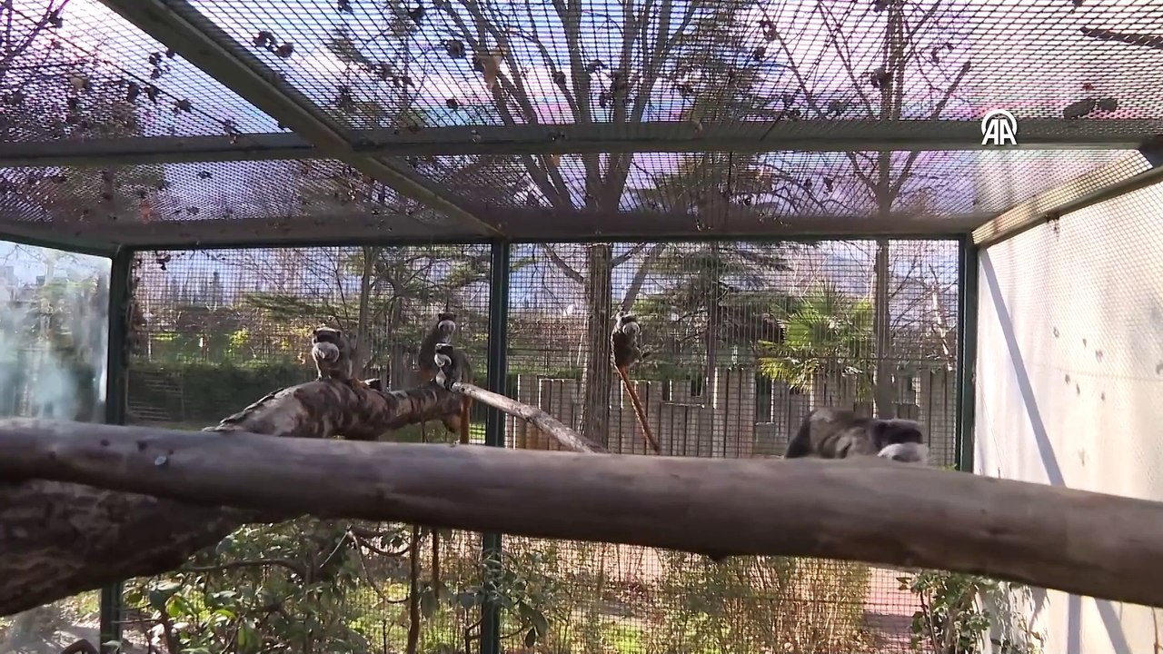 Bursa Hayvanat Bahçesi\'nden renkli görüntüler