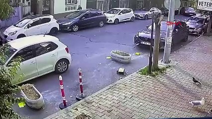 İstanbul- Bakırköy'de kedisinin tıraşını beğenmeyen kadın, veteriner teknikerini darbetti