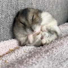 🐾 Welcome to the mesmerizing world of **Cats**! 😻 Get ready to embark on