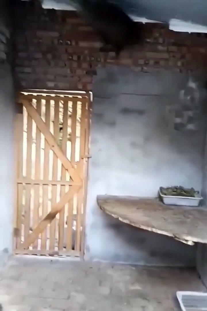 Cute animals | funniest animals #cutepets #animal #cuteanimals #funnyanimals #funny