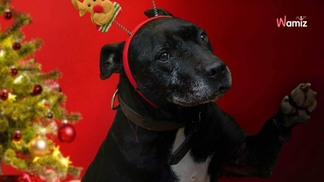 Après plus de 1 900 jours de refuge, cette chienne aimerait enfin passer un Noël au chaud dans une famille
