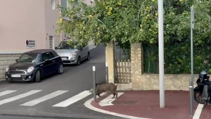 Un sanglier filmé en train de gambader sur la route à deux pas de la plage près de Nice