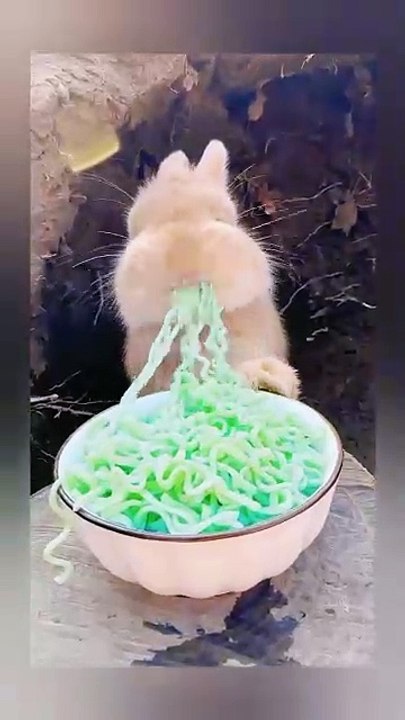 Bunny eating noodles | cute bunny | cute rabbit