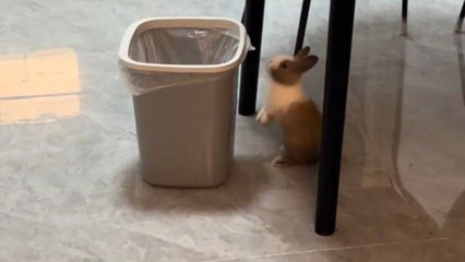 Pet rabbit humors owner by suddenly jumping into trash can