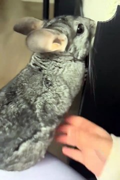 Funniest pets | cute animals #animals #shorts #funniestpets #cutedogs #cutepets