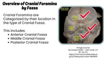 Cranial Foramina and the Structures Passing Through | Detailed Anatomy Guide | Novice Medic