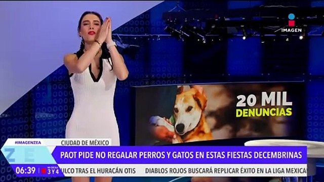 La PAOT pide no regalar perros ni gatos estas fiestas decembrinas