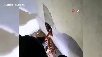 Yaramaz yavru kedi, apartman boşluğuna düştü