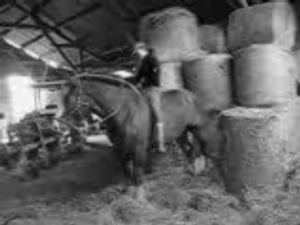 Polen révérence monté