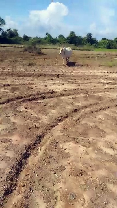The beautiful cow 🐄🐄