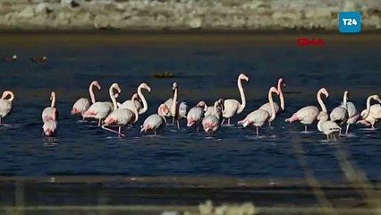 Van Gölü’nde yazı geçiren flamingolar bu yıl göç etmedi