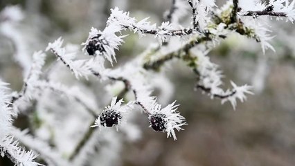 Freezing fog in Glasgow