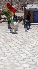 ¡Se robó los aplausos! Llamita participó de la clausura escolar en una población de Oruro