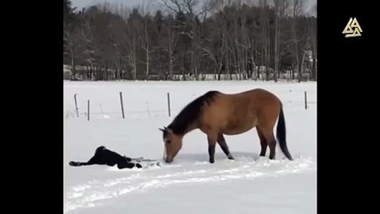 Horse really showed her how it's done (video)