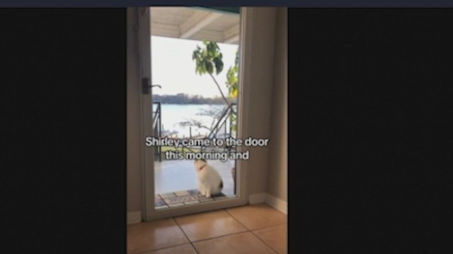No sabía qué hacía su gata Shirley fuera de casa hasta que un mensaje de su vecino lo revela todo