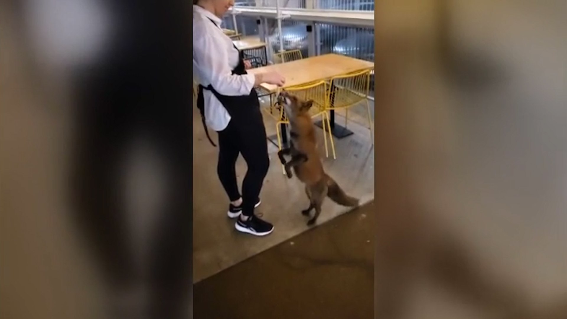 Al abrir las puertas de este Hotel de Ourense sus trabajadores reciben a un invitado muy especial. Un peque�o zorro bautizado hasta con nombre. Desde hace un a�o Lebron viene cada noche a visitar a los clientes y aprovecha para irse con el vientre lleno.