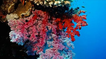 Treasures of the World with Bettany Hughes - Arabia