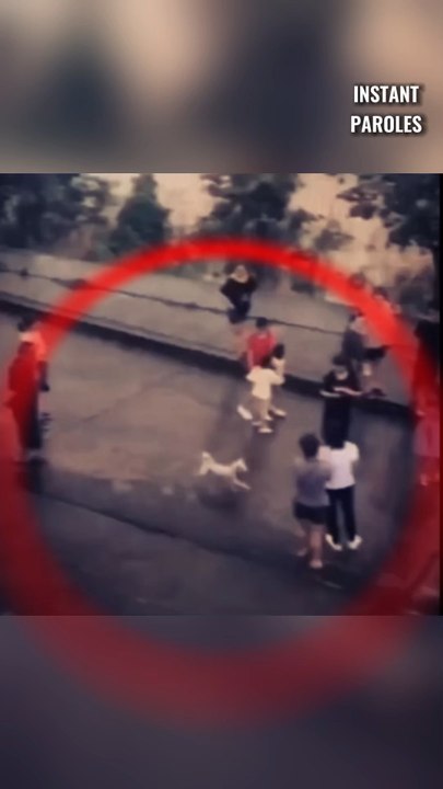 Cette maman chien saute dans l’eau pour aller chercher son petit chiot