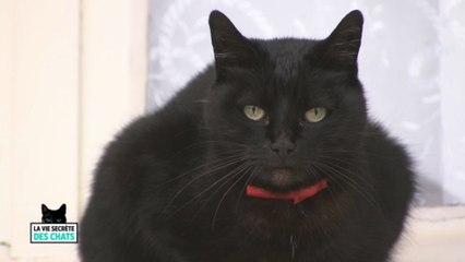 La vie secrète des chats