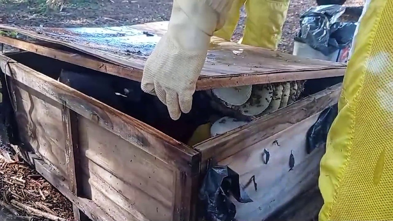 Defesa Civil realiza remoção de abelhas no Cataratas e no Universitário