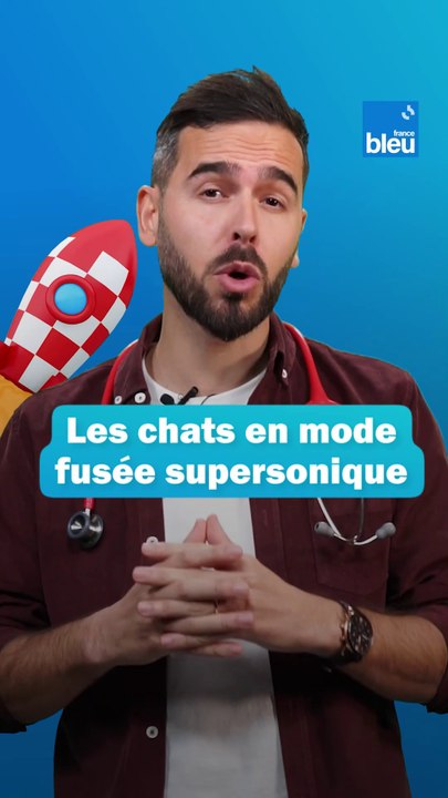 Zoomies : les chats en mode fusée supersonique