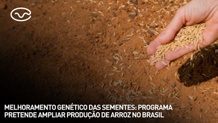 Melhoramento genético das sementes: programa pretende ampliar produção de arroz no Brasil