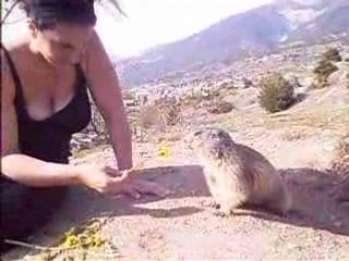 Les marmottes de Mont Dauphin