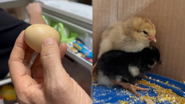 Morador de Maringá é surpreendido com ovos chocando na geladeira; veja