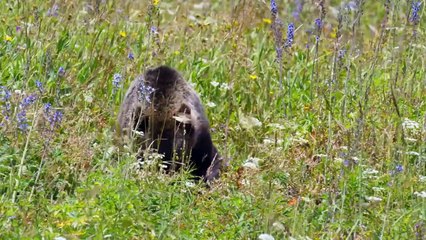 Planet Earth II - Mountains