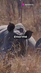 La solution radicale contre le braconnage des rhinocéros