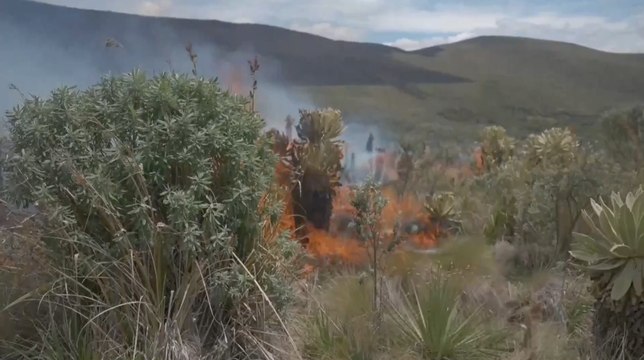 Incendios forestales en América Un año de devastación ambiental y humanitaria