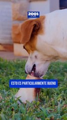 Descubre las ventajas de optar por comida húmeda para el bienestar de tu perro