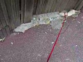 Promeneur de Furet virtuel