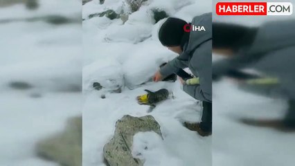 Kediyi Konserve Kutusundan İki Kardeş Kurtardı