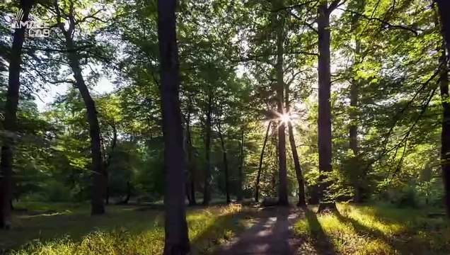 Forest Floors Actually Make Different Sounds Depending on Whether It’s Healthy